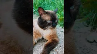 Thumbnail: #catshorts #cutecat #shortsvideo #catlover #cozyvlog #shorts  #cute #cat