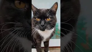 Thumbnail: #cat #blackcat #cutecat #catshorts #catlover #petsoftiktok #viralshort #catlife #best #shorts #wow