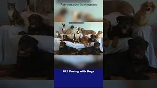 Thumbnail: COUNTDOWN! DIDGA'S 20 AMAZING TRICKS #19 POSING W DOGS  #cat #catlovers #howto #tutorials