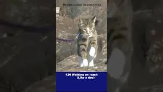 Thumbnail: COUNTDOWN! 20 AMAZING DIDGA TRICKS  #cat #pets #howto #tutorials