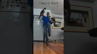 Thumbnail: Cool Cat Trick! w/ Didga & Bindi #cat #pets #foryou #cattricks #tutorials #patreon #catrescue #cats