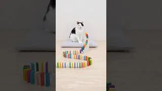 Thumbnail: Cats and Domino