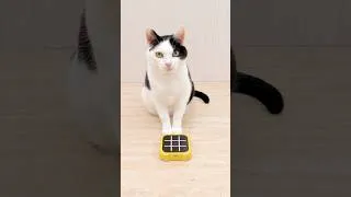 Thumbnail: Cat and TIC TAC TOE