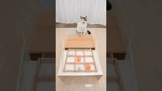 Thumbnail: Cats and TIC TAC TOE
