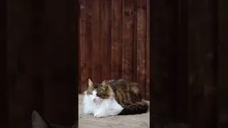 Thumbnail: The cat sleeps immediately when listening to music - @catslovemusic| #shorts
