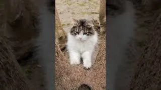 Thumbnail: Cute Cat - @catslovemusic | #shorts