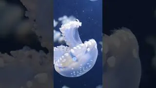 Thumbnail: Jellyfish 😻 #jellyfish #aquarium #nature #relaxingmusic