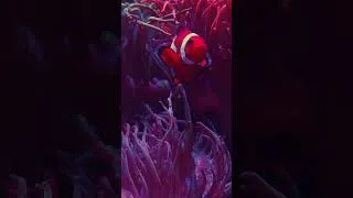 Thumbnail: Clownfish 😻 #clownfish #coralreef #aquarium #nature