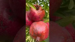 Thumbnail: 2024 Pomegranate Masterclass: Compote and Jams Recipe!