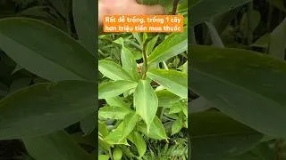 Thumbnail: Rất dễ trồng, trồng 1 cây hơn triệu tiền mua thuốc