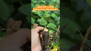 Thumbnail: Chien thần X.khớp, trồng ngay các bác nhé