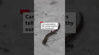 Thumbnail: Can salamanders tell us how healthy our forests are? #shorts