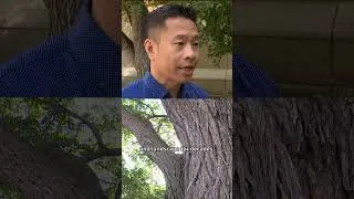 Thumbnail: Saskatoon removing infected elm trees
