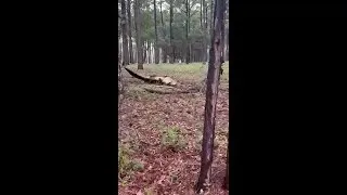 Thumbnail: VIDEO: Sunset Beach gator's 14 death rolls during capture