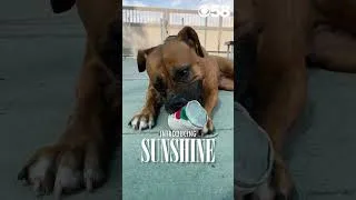 Thumbnail: AdoptMeMKE: 4-year-old Sunshine☀️