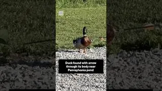 Thumbnail: Duck found with arrow through its body