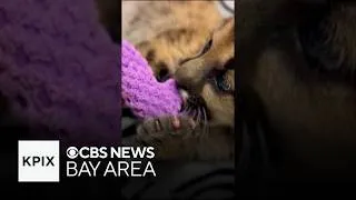Thumbnail: Mountain lion cub with missing toes rescued after being discovered alone in California