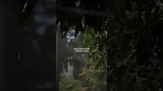 Thumbnail: Weather 🌿 #shorts #weather #peace #rainyday #rain #viral #moment #nature