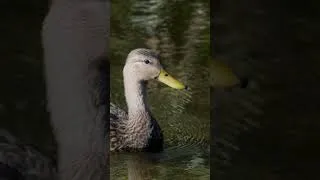 Thumbnail: Ducks, Wood Storks & Herons 🦆🦆
