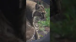 Thumbnail: Wildlife at Busch Wildlife Center - Jupiter, FL