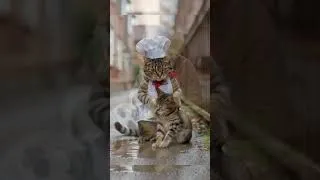 Thumbnail: He Ran to Save His Friend 🐱💔#CatStory #AnimalRescue #EmotionalStory #CatLove #CatVideo #CatShorts