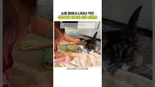 Thumbnail: 소파 밑에서 나타난 작은생명체와 아기의 심쿵 모먼트