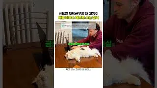 Thumbnail: 금요일 재택근무할 때 고양이배를 마우스 패드로 쓰는 집사