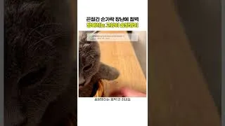 Thumbnail: 끈질긴 손가락 장난에 철벽방어하는 고양이 솜방망이