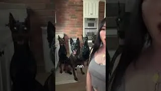 Thumbnail: Just my little babies👹👹👹👹 #doberman #malinois #scarydog