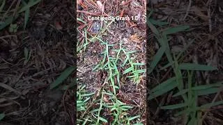 Thumbnail: How to identify Centipede Grass #diy #grass #lawn #lawncare