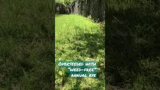 Thumbnail: Update on Rye overseed to Centipede Grass #diy #lawn #lawncare