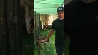Thumbnail: A Huge Cane Corso Learns Patience | Life at the Ranch