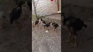Thumbnail: #chicken