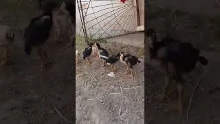 Thumbnail: #chicken