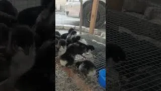 Thumbnail: chicken #chicken #funny