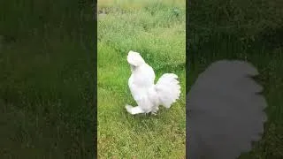 Thumbnail: chicken #chicken