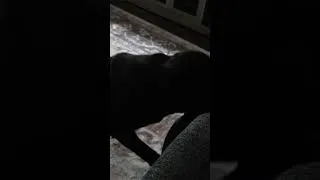 Thumbnail: Pugs fighting for a toy