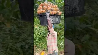 Thumbnail: Pineapple 🍍 Farming: The business potential of the pineapple industry in Ghana 🇬🇭