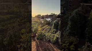 Thumbnail: August eclipse, garden in drought