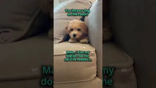 Thumbnail: "You Let Your Dog On The Couch?" 😂 Archie the Bichapoo | Charlotte Dog Club