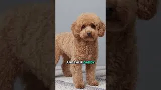Thumbnail: Meet Aloha & Archie! ☁️ Smart & Playful Bichapoo Puppies ✨ | Charlotte Dog Club
