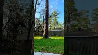 Thumbnail: How to tell it is Spring in East Texas 🤔