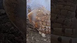 Thumbnail: 🦉WOW! Female Barn Owl Reveals 7 Eggs After Hours of Incubation!