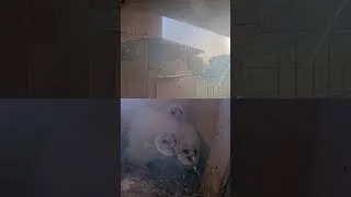 Thumbnail: 😱 Unbelievable Footage! Barn Owl Nestlings Defend Their Nest from Pigeons — Caught on Cam!🦉