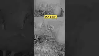 Thumbnail: 😱 Unbelievable Moment! Barn Owl Nestling Casts Pellet on Its Sibling’s Dinner 🤢 | Caught on Cam!