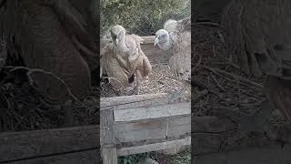 Thumbnail: 🪶 Epic Wildlife Scene! Griffon Vulture Pair Take Turns Incubating Their Egg – Caught Live!