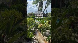 Thumbnail: Hold off on your Pumpkin Spice please #disney #summer #typhoonlagoon