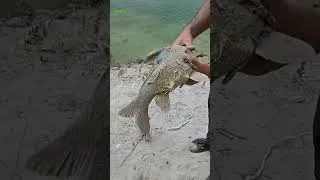 Thumbnail: village fishing and cooking video🎣🌊
