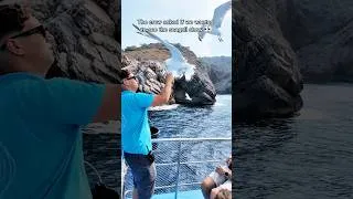 Thumbnail: The crew asked if we wanted to see the seagull show
