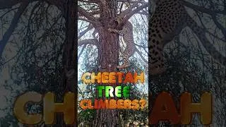 Thumbnail: Cheetahs Cubs & Adults Climb Trees! But Not Good At It | Getting Up Easy Climbing Down Dangerous